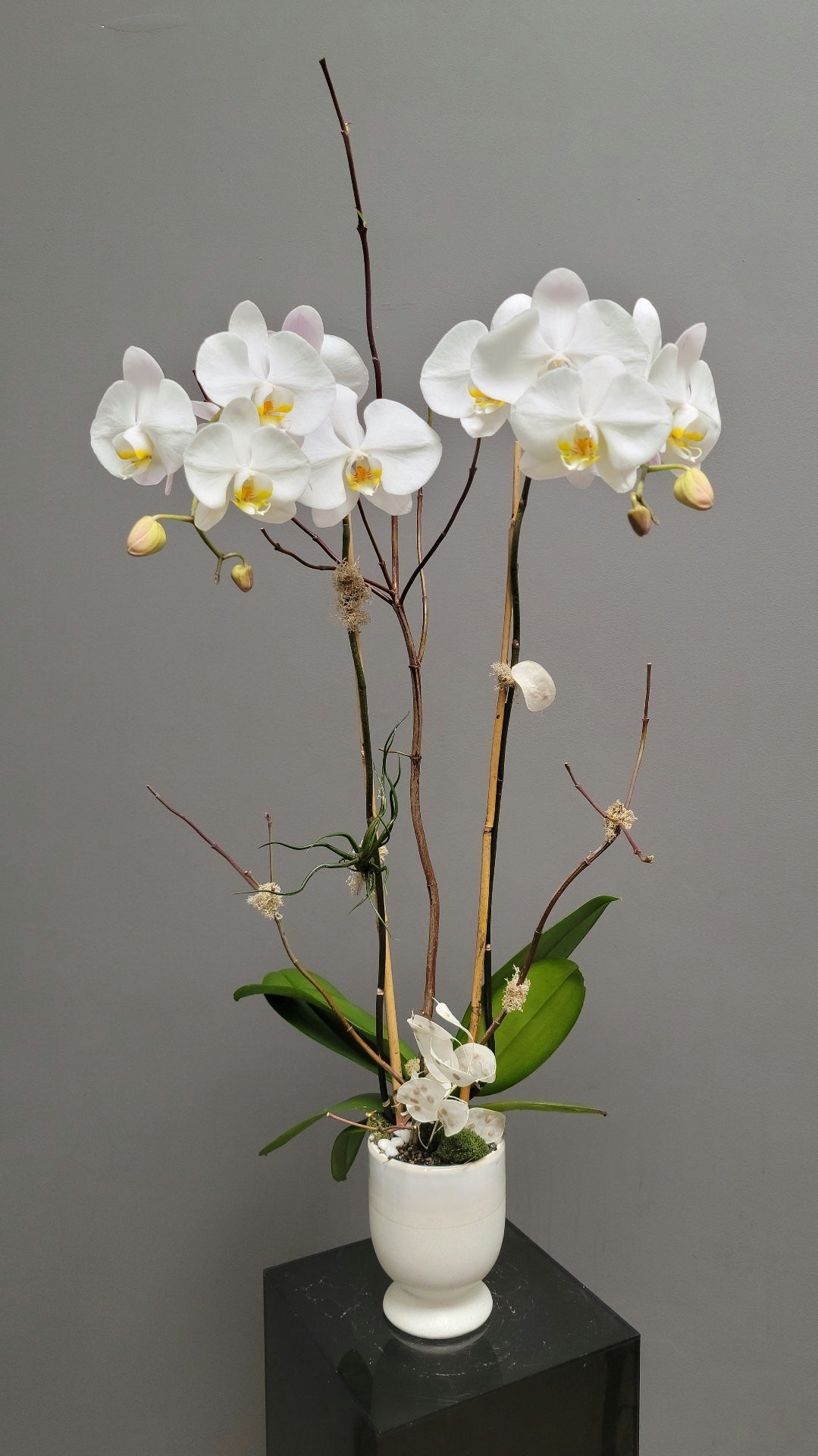 Orchid Planter