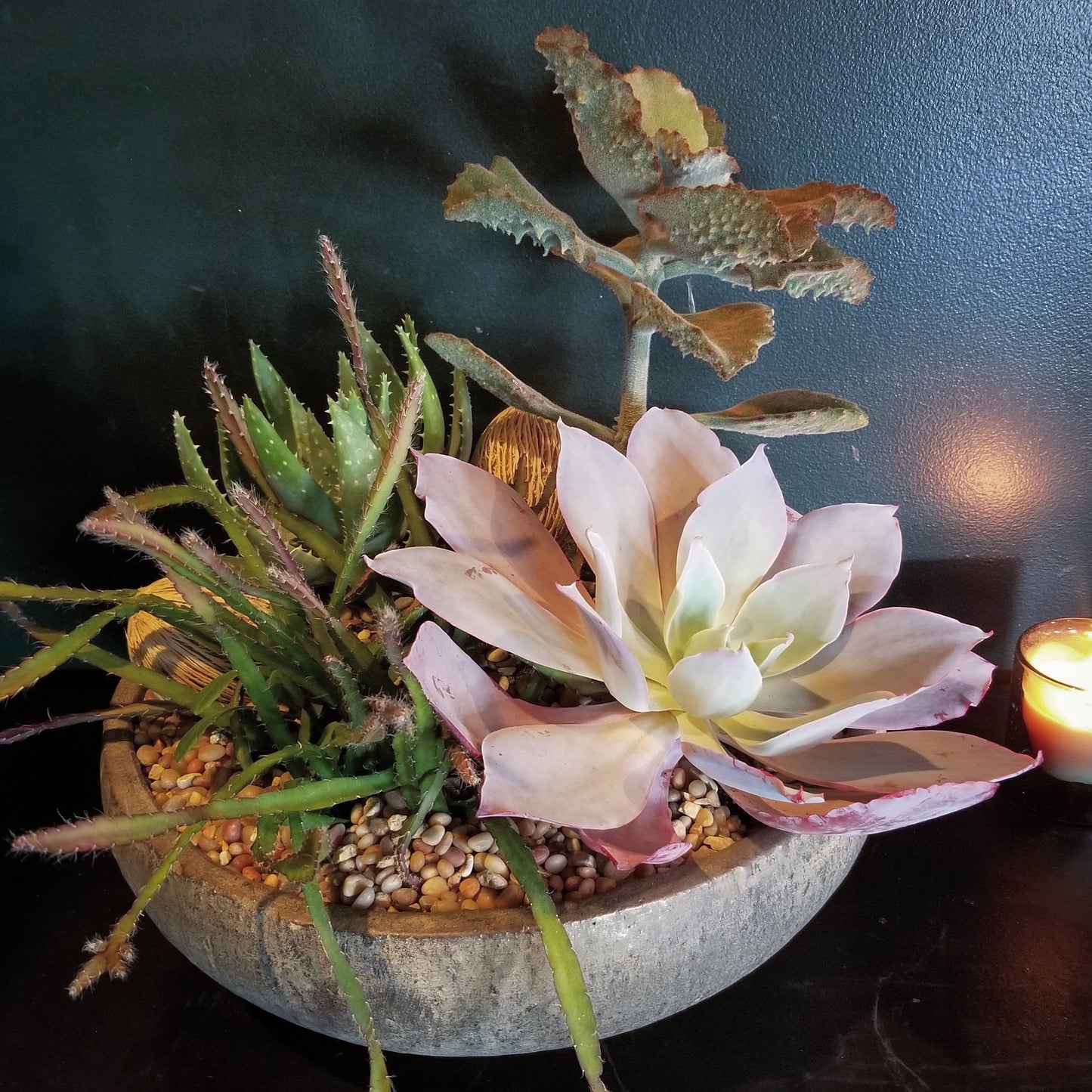 Mixed Succulent Planter $250