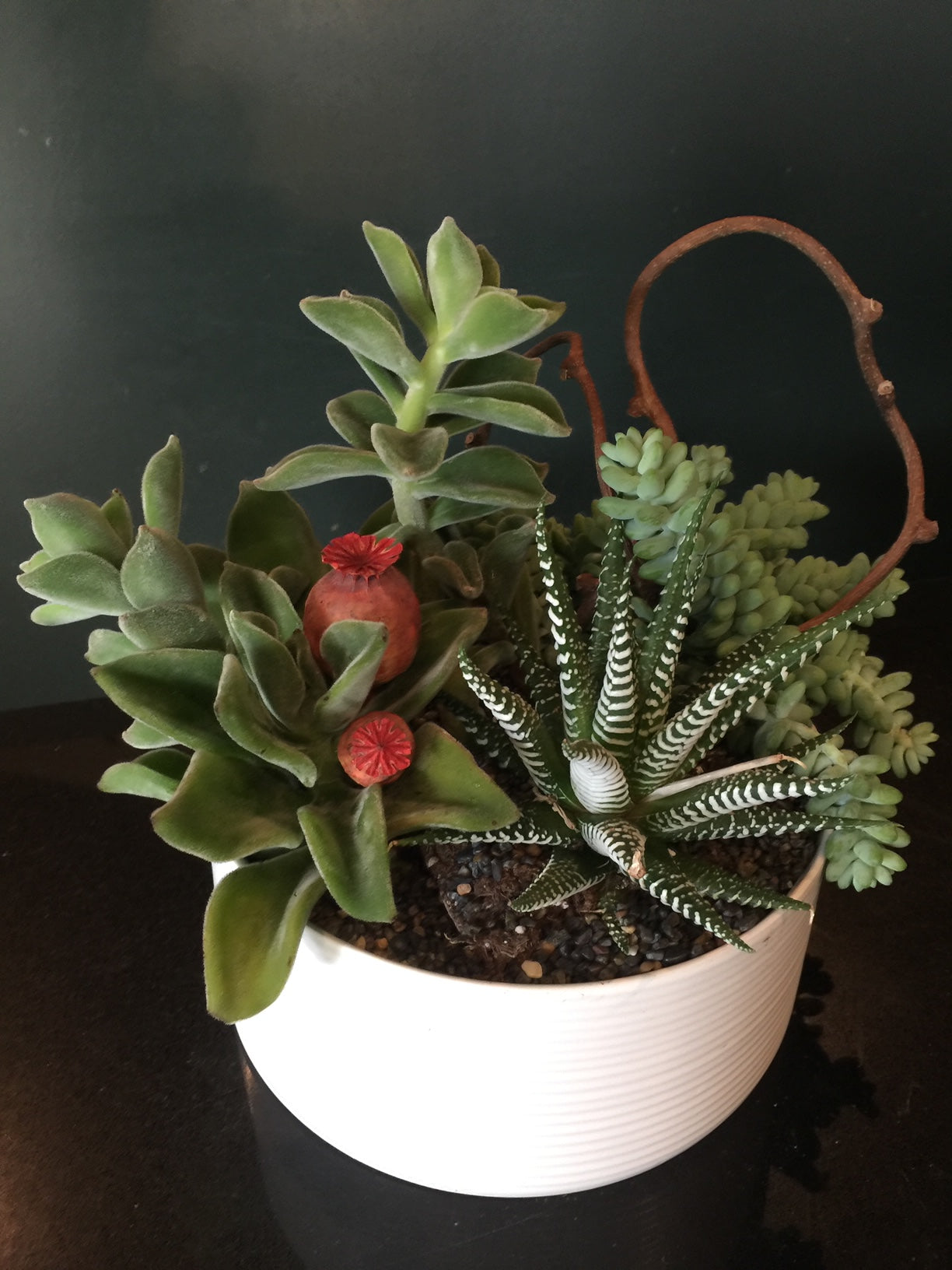 Mixed Succulent Planter $75