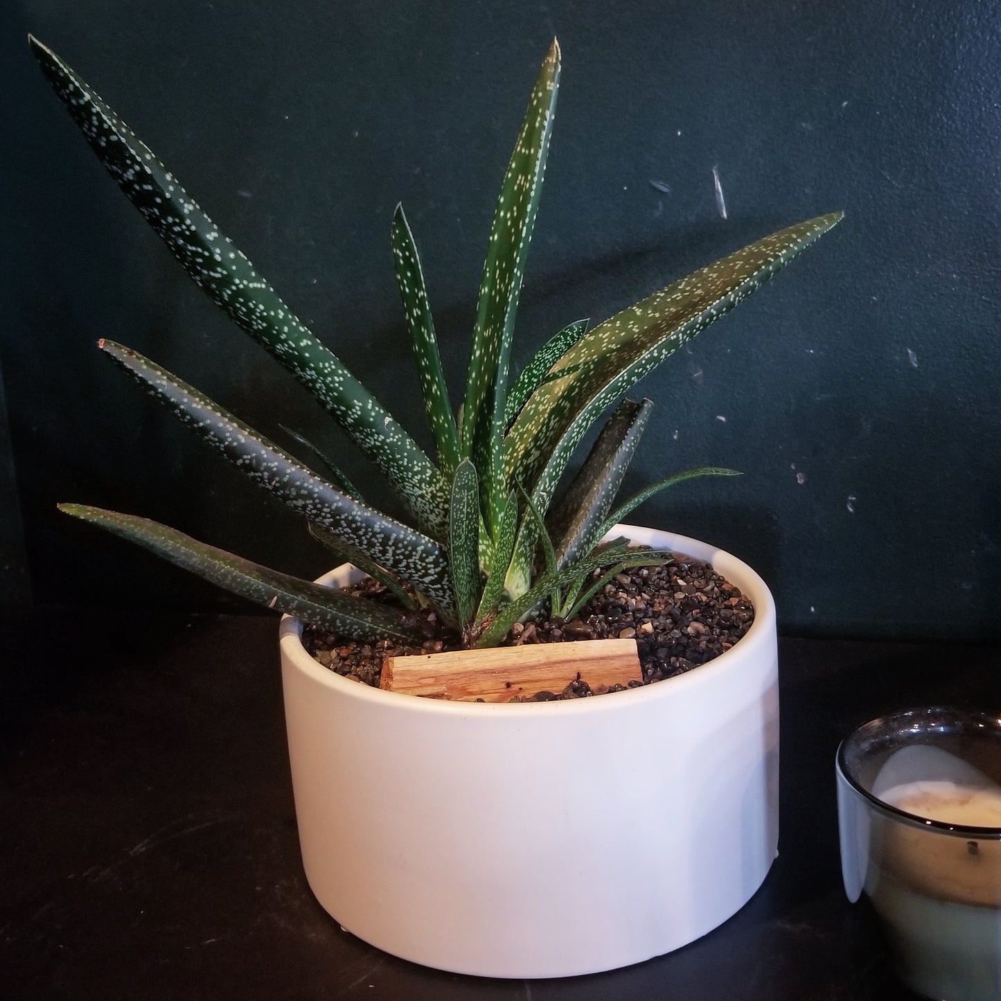 Single Succulent Planter $75