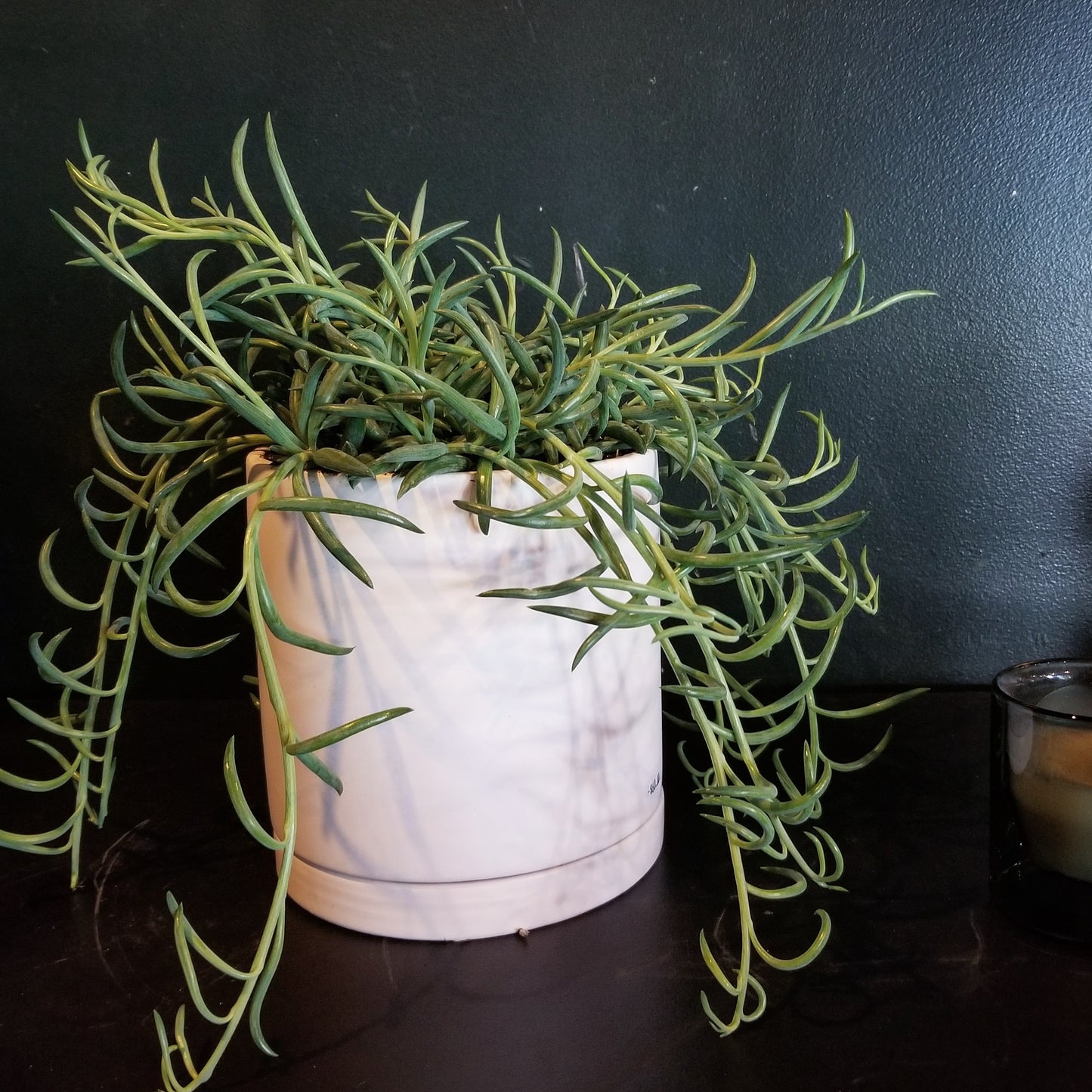 Single Succulent Planter $75